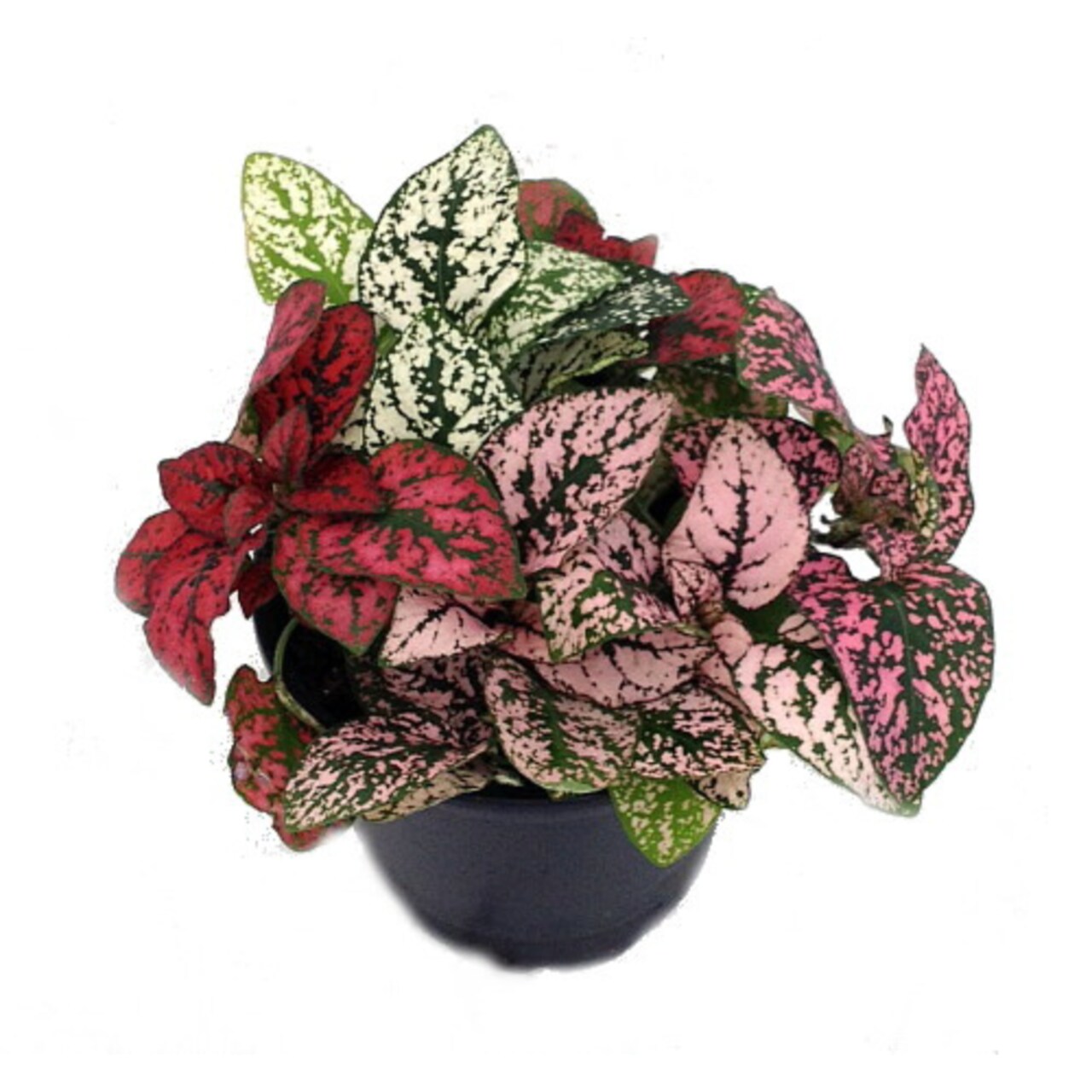 Tricolor Polka Dot Plant - Hypoestes - 3.5" Pot - Colorful House Plant